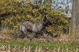 BOUVIER DES ARDENNES 284